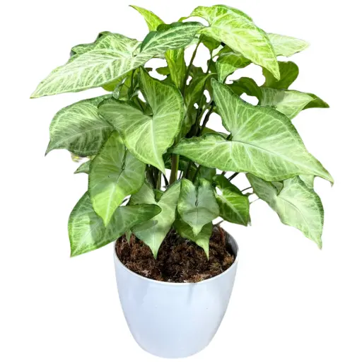 Planta syngonium m14
